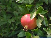 Pomegranate Extract 40% Ellagic Acid