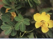 Quercetin 95%