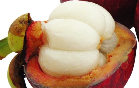 Mangosteen Extract 30% a-mangostin