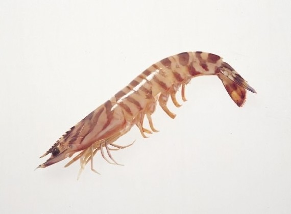 Shrimp flavor